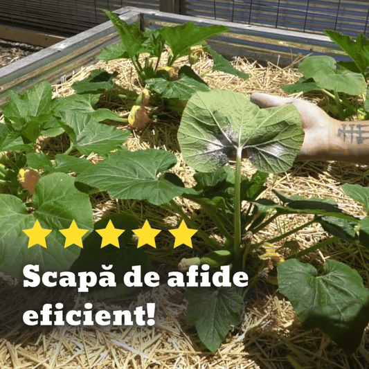 AfidoStop 100gr – Scapă rapid de afide, fără chimicale!