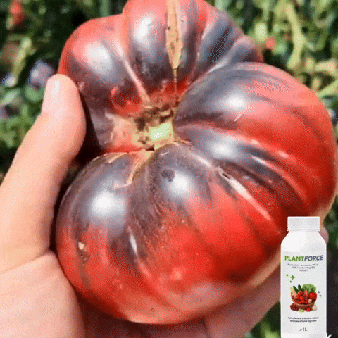 PlantForce 1L – Hrana puternică pentru plante mari și rod bogat!